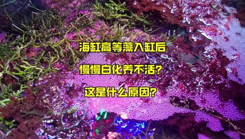 我的世界海泡菜怎么种[图1]