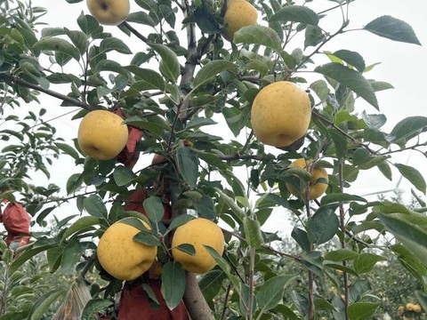 龙之谷黄金苹果有什么用[图1]